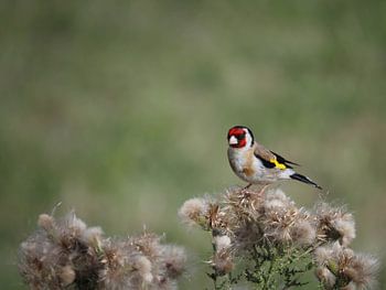 Het Puttertje, een beroemd vogeltje!