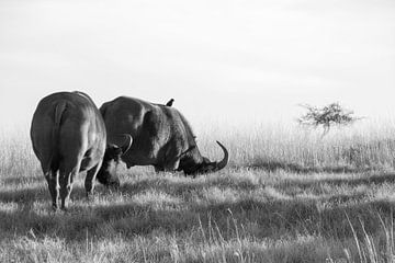 Buffels op de vlakte zwart wit
