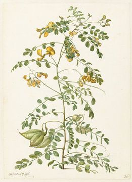 Blazenstruik (Colutea arborescens), Herman Saftleven