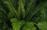 Jungle Plants