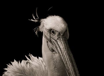 Der Pelikan von Foto Studio Labie