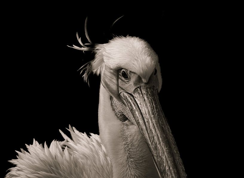 The Pelican by Foto Studio Labie