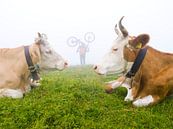 Vaches alpines par Menno Boermans Aperçu