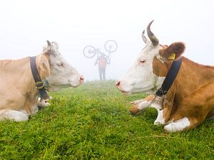 Mountainbiker mit Alpenkühen