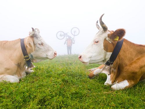 Alpine Cows by Menno Boermans