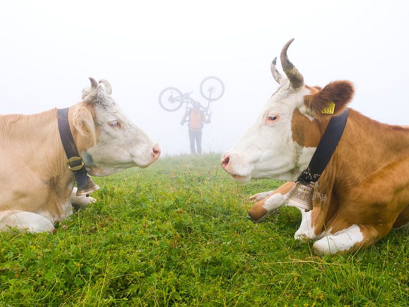 Vaches alpines par Menno Boermans