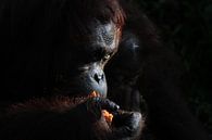 orangutan by Jessica Jongeneel thumbnail
