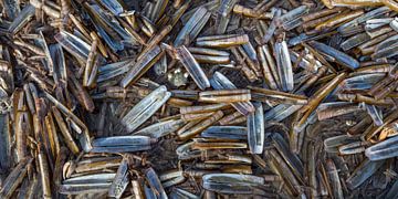 A lot of empty razors on the beach. by Albert Mendelewski
