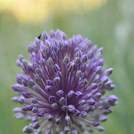 Purple flower macro by Gonnie van Hove