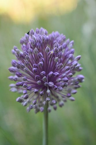 Macro fleur violette sur Gonnie van Hove