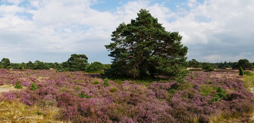 Scots pine on the Echtenerzand. by Wim vd Neut