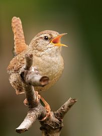De zingende winterkoning van Detlef Schöler Fotografie
