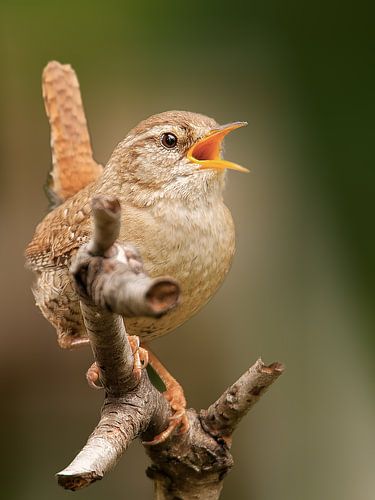 De zingende winterkoning