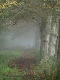 Nebel im Wald. von Nicole Hilgers Zurwellen