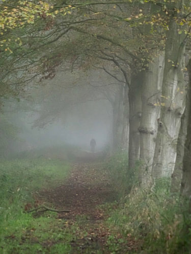 Mist in het bos.