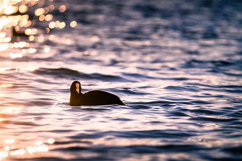 Blässhuhn in den Lichtern der Abendsonne von Nicc Koch