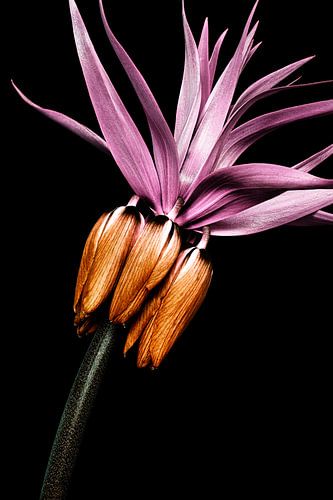 Fritillaria imperialis (Kaiserkrone)