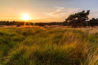 Gouden Zonsondergang van Joram Janssen thumbnail