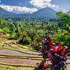 Rizières en terrasses de Jatiluwih au nord de Bali sur Joran Quinten