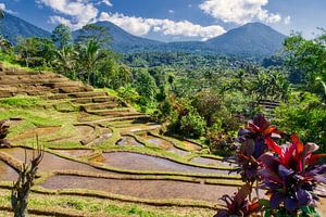 Jatiluwih-Reisterrassen in Nordbali