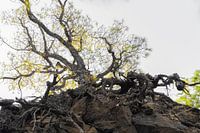 How a tree grows