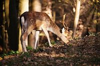 Hirsche im Wald in schönem Sonnenlicht