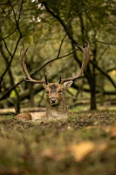 Fallow deer (Dama dama) by Wouter Van der Zwan