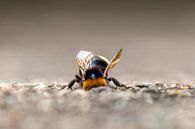 Bumblebee inspecting a hole in the ground by Thomas Heins thumbnail