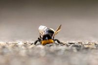 Bumblebee inspecting a hole in the ground