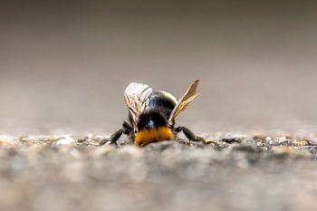 Hummel beim inspizieren eines Erdlochs