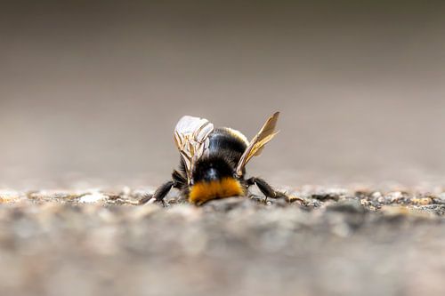 Hummel beim inspizieren eines Erdlochs