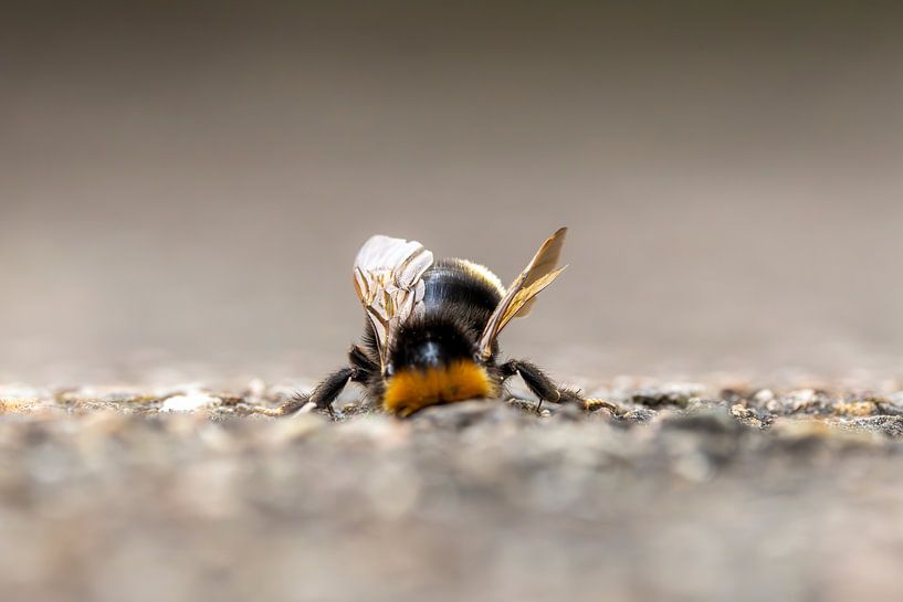 Bumblebee inspecting a hole in the ground by Thomas Heins