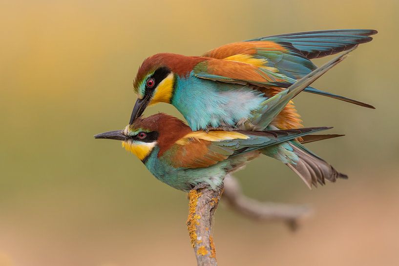 Love is in the air.. by Ben Bokeh