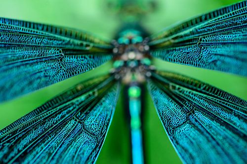 beautiful demoiselle