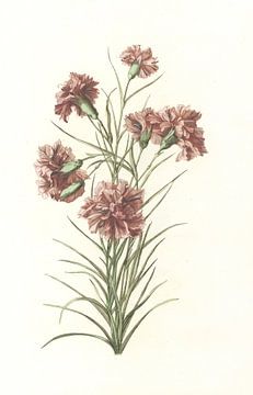 Stalk with Six Carnations van anonymous, 1688 - 1698