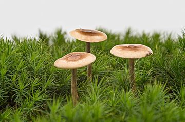 Drei Pilze! von Hans Kool