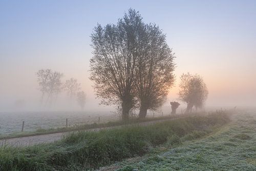 Portrait of trees during a misty sunrise