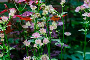 Astrantia major im Garten