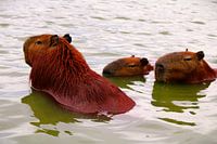 Afternoon Nap In Lake