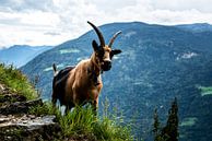 Mountain goat in South Tyrol by Candy Rothkegel / Bonbonfarben thumbnail