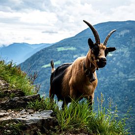 Berggeit in Zuid-Tirol van Candy Rothkegel / Bonbonfarben