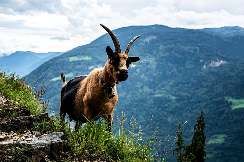 Mountain goat in South Tyrol by Candy Rothkegel / Bonbonfarben