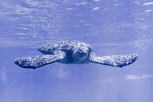 Meeresschildkröte im Aquarium des Blijdorp Zoo Rotterdam von Gerard van Herk