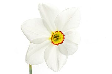 Narcissus Recurvus white on white