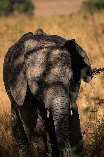 Reuzen in het gouden gras – Olifanten van Kidepo