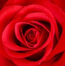 Rode roos van John Groen thumbnail