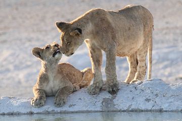 Jonge leeuwen bij waterplaats Etosha van Petervanderlecq