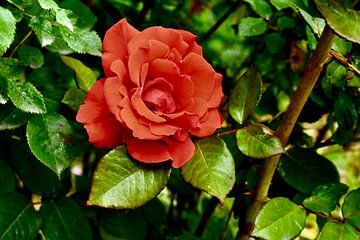 Red Rose van Fay Kallendorf