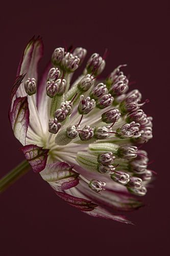 Een portretfoto van een Zeeuws knoopje (Astrantia Major) in het licht