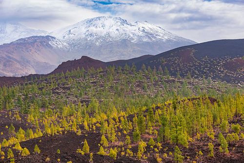 Canarische den (Pinus canariensis), Mirador de Chio, Nationaal Park Teide, Tenerife